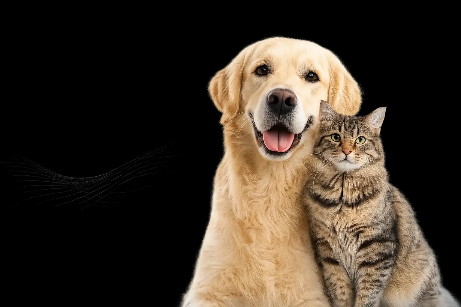 A dog and cat representing the veterinary care supported by Nabuk Distributors